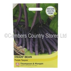 Thompson & Morgan Dwarf Bean Purple Teepee